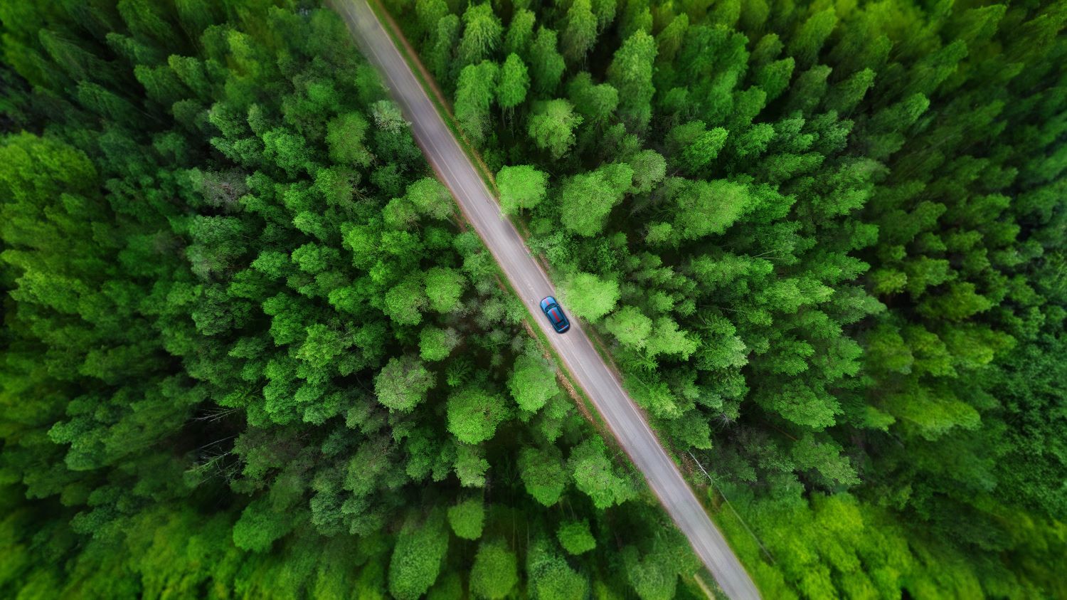 summer_forest_diagonal_HQ.jpg