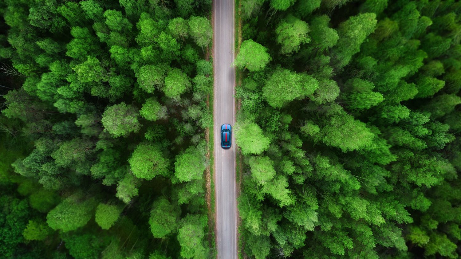 summer_forest_vertical_road_HQ.jpg